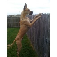 Castlerea Great Dane breeder