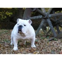Sureshot Bulldogs English Bulldog breeder