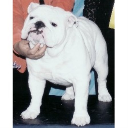 English Bulldog Breeder 17666