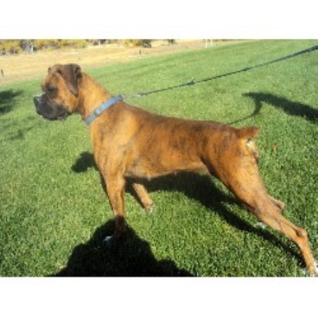 Box Elder Creek Boxers, Boxer Breeder in Strasburg, Colorado