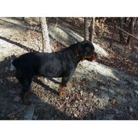 rottweiler rescue in california rottweiler california rottweiler rescue colorado rottweiler rescue breeds rottweiler rescue in california rottweiler california rottweiler rescue colorado rottweiler rescue breeds
