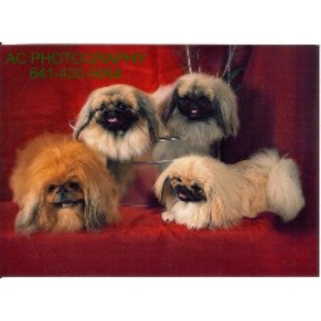 Pekingese Breeder 17685