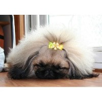 Pekingese thumbnail