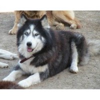 Puppy Lov Kennels Siberian Husky breeder