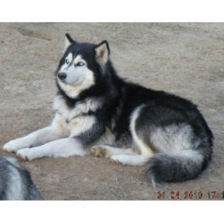 Siberian Husky Breeder 17696