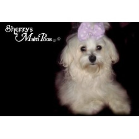 Maltese Dog Rescue Ontario Maltese Dog Rescue Ontario