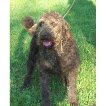 Yeager's Poodles And Doodles, Labradoodle Breeder in East ...