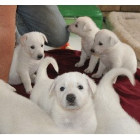 Shadow Walker German Shepherds German Shepherd Dog