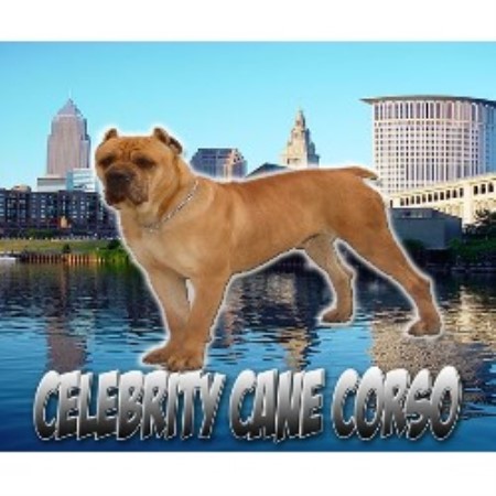 Celebrity Cane Corso Cane Corso Breeder In Cleveland Ohio