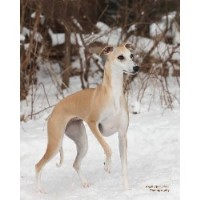 Whippet thumbnail
