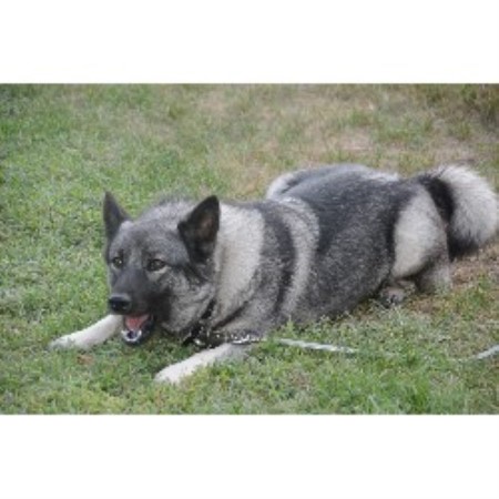 yorkie rescue columbus ga alpen elkhounds elkhound breeder in columbus wisconsin yorkie rescue columbus ga alpen elkhounds elkhound breeder in columbus wisconsin