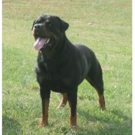 german rottweiler puppies az vom bullenfeld rottweilers german rottweiler breeder in autos post german rottweiler puppies az vom bullenfeld rottweilers german rottweiler breeder in autos post
