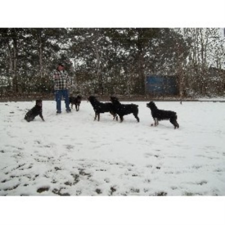 rottweiler breeders in tennessee simmons rottweilers rottweiler breeder in mosheim rottweiler breeders in tennessee simmons rottweilers rottweiler breeder in mosheim