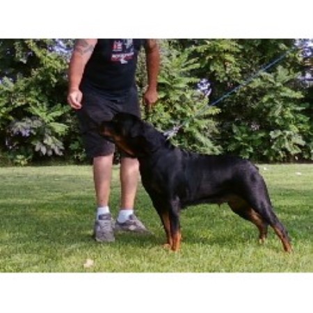 rottweiler rottweilers