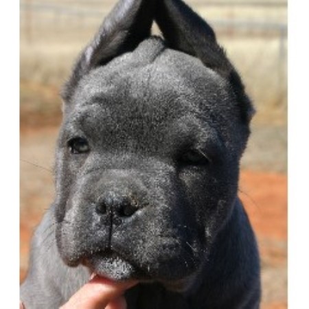 Blusteel Cane Corso Cane Corso Breeder In Elgin Oklahoma