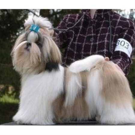 pa shih tzu rescue ephrata pa shih tzu breeders in manitoba freedoglistings breeds picture pa shih tzu rescue ephrata pa shih tzu breeders in manitoba freedoglistings breeds picture