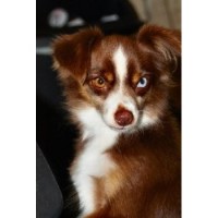Beartooth Toy Aussies Australian Shepherd Dog breeder
