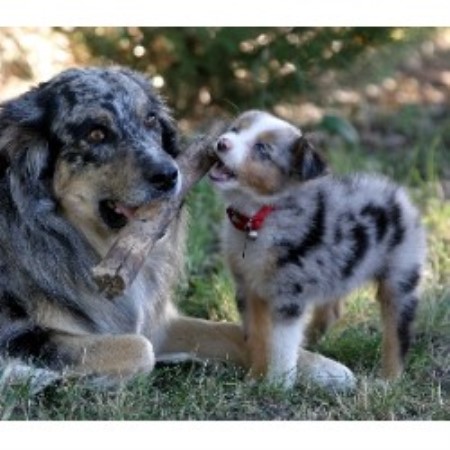 Australian Shepherd Dog Breeder 17853