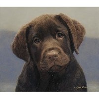 Belquest Labrador Retrievers Labrador Retriever breeder