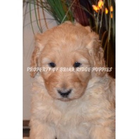 briar ridge puppies briar ridge puppies goldendoodle breeder in hummelstown pennsylvania briar ridge puppies briar ridge puppies goldendoodle breeder in hummelstown pennsylvania