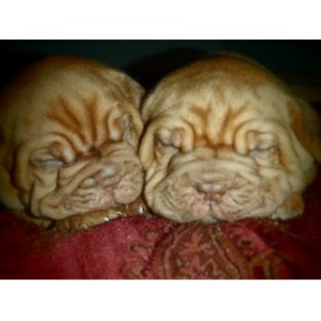 Noble Bordeauxs Dogue De Bordeaux Breeder In Calgary Alberta