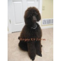 Rozey K9 Farm Poodle Standard breeder
