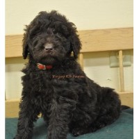 Rozey K9 Farm Labradoodle breeder