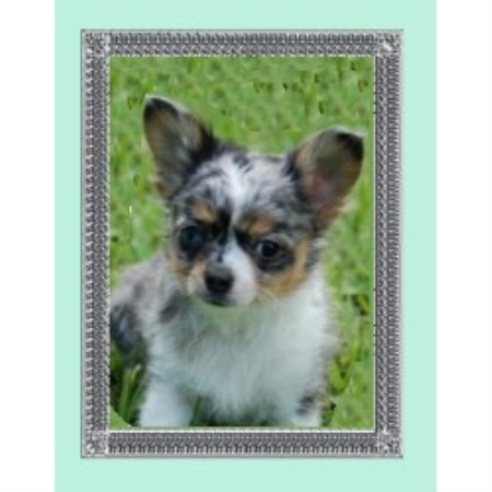 The Chihuahua Stork Chihuahua Breeder In Greeley Colorado