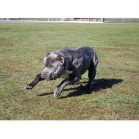 free pitbull puppies michigan bully pitbull pups for sale in michigan driverlayer free pitbull puppies michigan bully pitbull pups for sale in michigan driverlayer