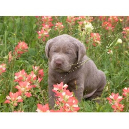 silver lab puppies washington silver lab ranch labrador retriever breeder in flatonia silver lab puppies washington silver lab ranch labrador retriever breeder in flatonia
