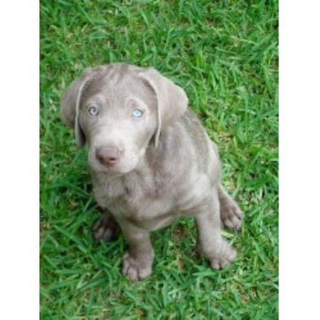 Silver Lab Ranch Labrador Retriever Breeder In Flatonia Texas