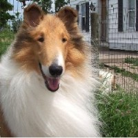 Windmark Collies Collie breeder
