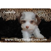 Tiny Yorkie Kisses Morkie breeder