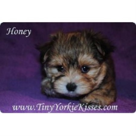 Morkie Breeder 18066