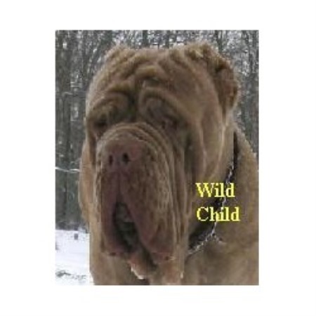 A Wild Child Neapolitan Mastiff Breeder In Nashville