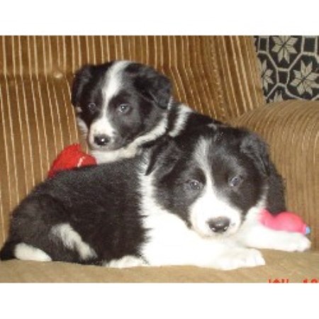 jackson family farm border collies