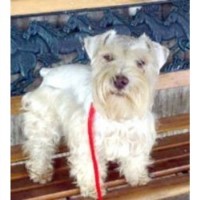 Stacy - Miniature Schnauzer Breeder Miniature Schnauzer breeder