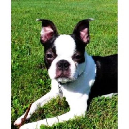 Whispering Pines Kennel, Boston Terrier Breeder in Carmel, Maine