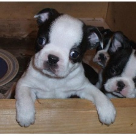 Whispering Pines Kennel Boston Terrier Breeder In Carmel