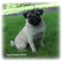 pugs for sale in alberta pug breeders in alberta freedoglistings pugs for sale in alberta pug breeders in alberta freedoglistings