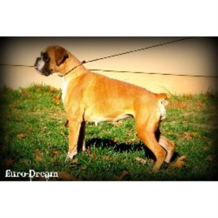 Top European Boxers, Boxer Breeder in Deridder, Louisiana