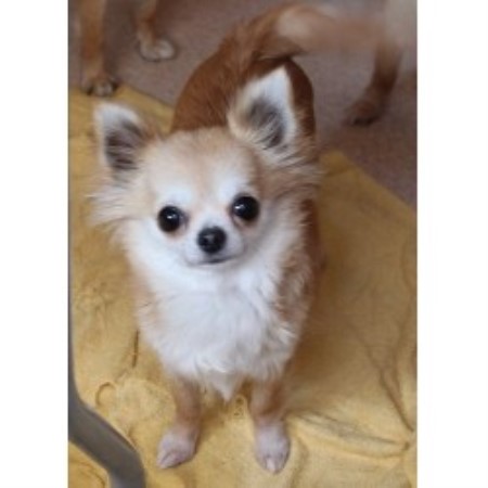 Akc Texas Diva Chihuahuas, Chihuahua Breeder in Fort Worth ...