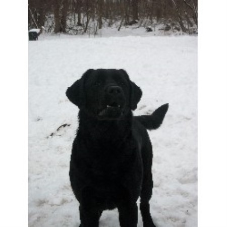 melmar breeder retriever labrador york labradors