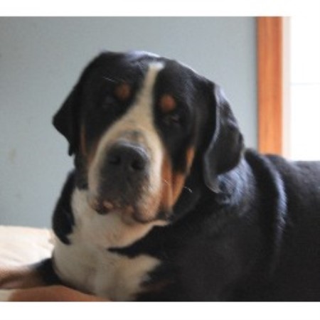 Greater Swiss Mountain Dog Breeder 18242