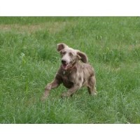 Chatham Hill Dogs Weimaraner breeder