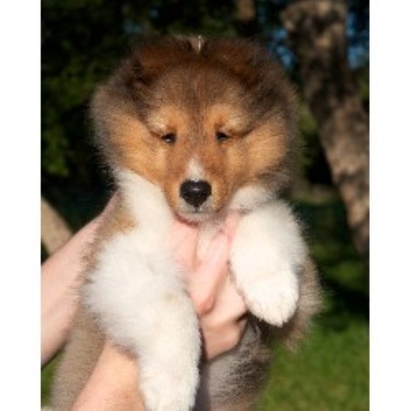 Chateau Shelties, Shetland Sheepdog Breeder in Bulverde, Texas