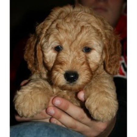 Brian's Cuddly Companions, Goldendoodle Breeder in Holly ...