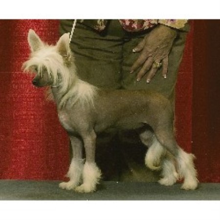 puppies butler pa six gems crested breeder in butler pennsylvania puppies butler pa six gems crested breeder in butler pennsylvania