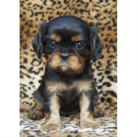 Cavalier King Charles Spaniel Breeder 18367