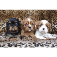 Mokido Cavalier King Charles Spaniel breeder